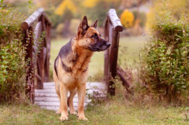 Küçük köprüde duran sevimli Alman çoban köpeği, açık havada yaz mevsiminde.