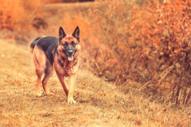 Genç ve güzel Alman çoban köpeği geliyor.