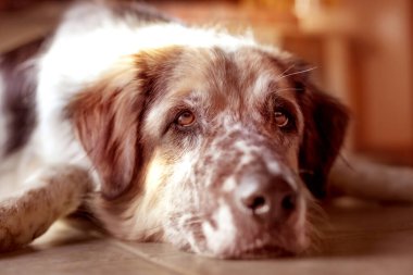 Komik büyük köpek şöminenin yanında seramik zeminde yatıyor.