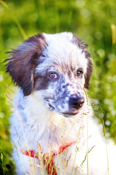 Bonito Branco Preto Búlgaro Pastor Cachorro Cão Sentado Grama Closeup — Fotografia de Stock