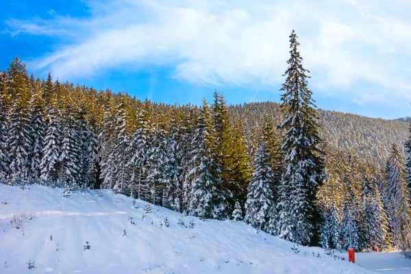 Bansko Bulgarien Vinter Resort Med Skidväg Lutning Skogen Amount Tallar — Stockfoto