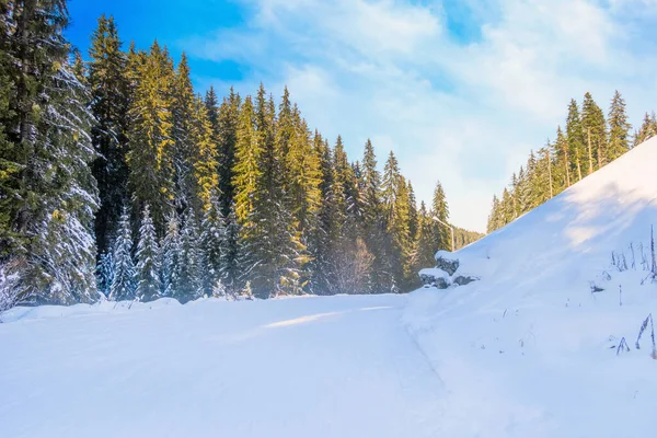 Bansko Bulgarien Vinter Resort Med Skidväg Lutning Skogen Amount Tallar — Stockfoto