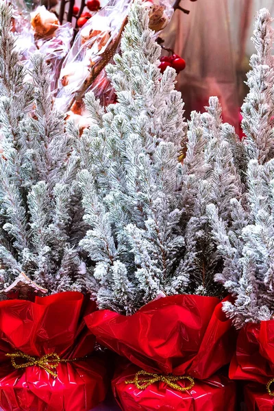 Vente d'arbres de Noël européens — Photo