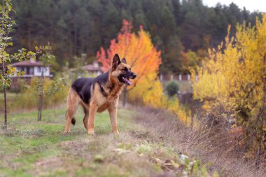Sonbahar parkında duran sevimli Alman çoban köpeği.