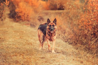 Genç Alman çoban köpeği geliyor.