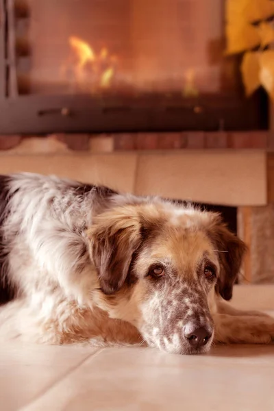 Dog rest on the floor near to a fireplace — Stock Photo, Image