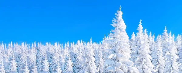 Abetos cubiertos de nieve pesada fondo de invierno —  Fotos de Stock