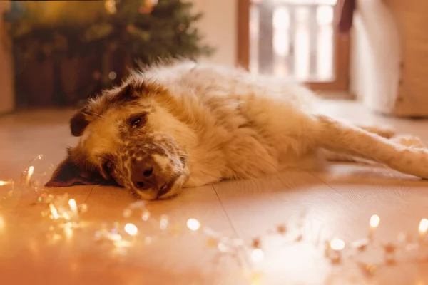 Portrait de chien parmi les guirlandes de Noël lumières — Photo