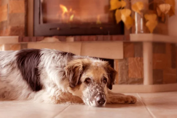 Dog rest on the floor near to a fireplace — Stock Photo, Image