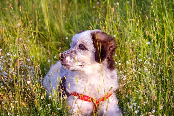 Kiskutya fekszik a fűben, közel a portréhoz — Stock Fotó