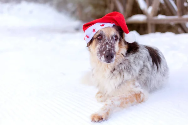 Big dog in santa hat lying on snow covered bridge — Stock Photo, Image