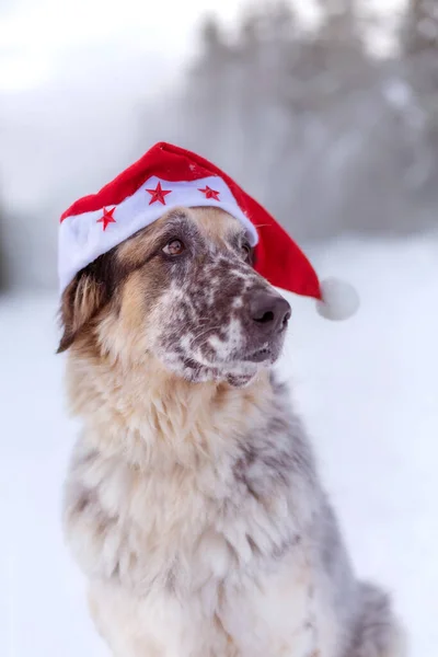 Big dog in santa hat sitting on snow forest road — Stock Photo, Image