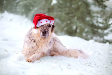 Noel Baba şapkalı büyük köpek karda yatıyor.
