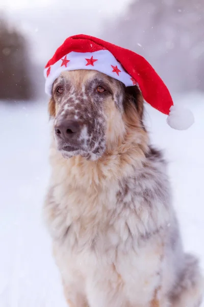 Big dog in santa hat sitting on snow forest road — Stock Photo, Image