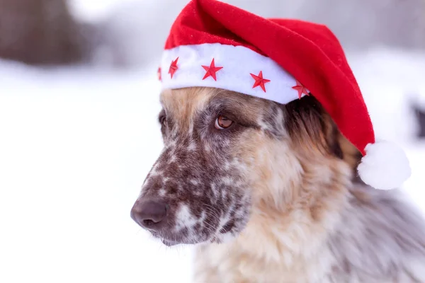 Big dog in santa hat close-up face, snow — Stock Photo, Image