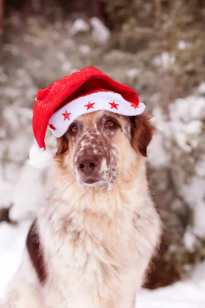 Big dog in santa hat sitting near snow fir tree — Stock Photo, Image