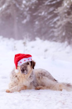 Kırmızı Noel Baba şapkalı komik köpek kışın kar ormanları yolunda uzanıyor.