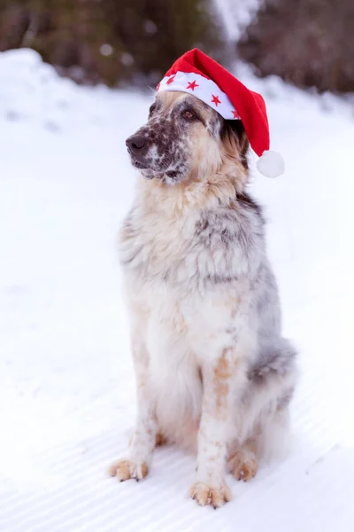 Big Cute Funny Dog Red Santa Hat Sitting Snow Forest — Stock Photo, Image