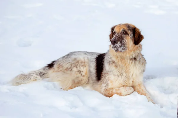 Big Dog Lying Portrait Snow Winter — Stockfoto