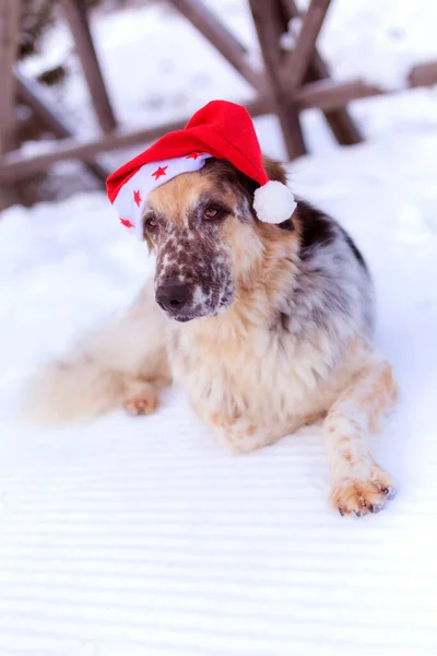 Big Cute Funny Dog Red Santa Hat Lying Snow Covered — Stock Photo, Image