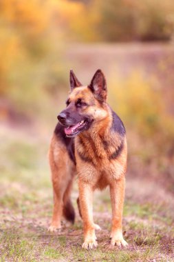 Çimlerin üzerinde duran sevimli Alman çoban köpeği, yakın plan portresi