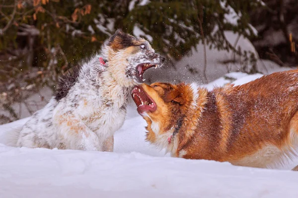 Two dogs playing rough in snow — Stock Photo, Image