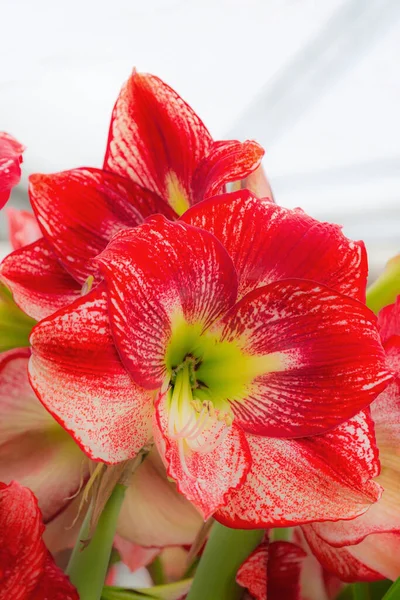 Beautiful red lily flower blossom macro close up — Stock Photo, Image