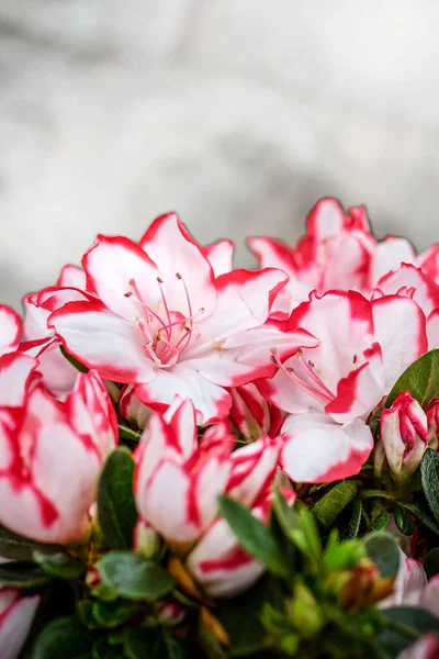 Fechar flores rosa e branco fundo de férias — Fotografia de Stock