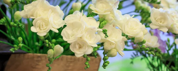 Fresh white freesia flower banner background — Fotografia de Stock