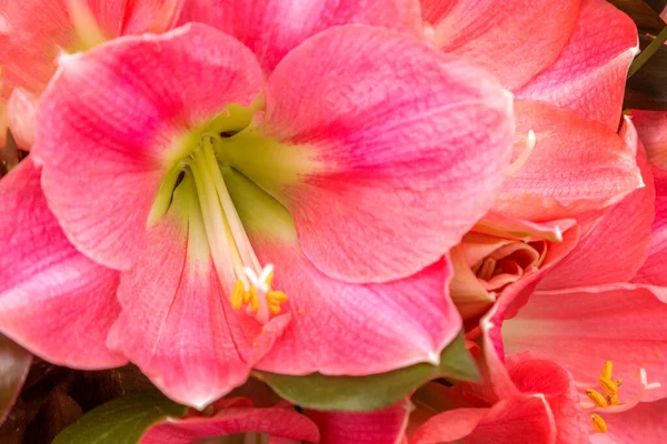 Красива рожева квітка лілії розквітає макро крупним планом — стокове фото