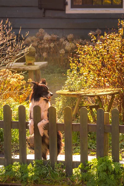 Cane in piedi sulla recinzione — Foto Stock