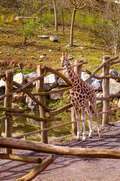 Žirafy v zoo Pairi Daiza, Belgie — Stock fotografie