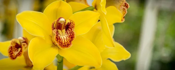 Beautiful yellow orchid flower blossom macro close up — Stock Photo, Image
