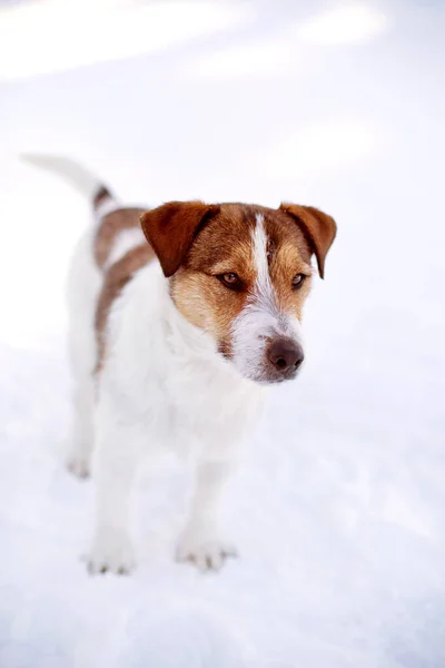 Kleine maat rode en witte hond staande — Stockfoto