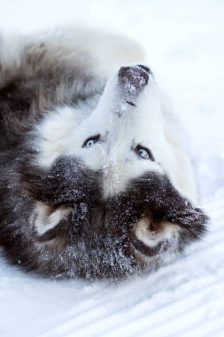 Alaska Malamute köpeği kışın karda yatar