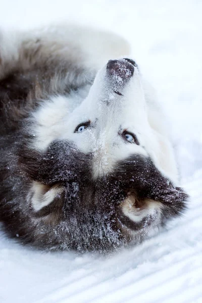 Alaska Malamute perro se encuentra en la nieve en invierno — Foto de Stock