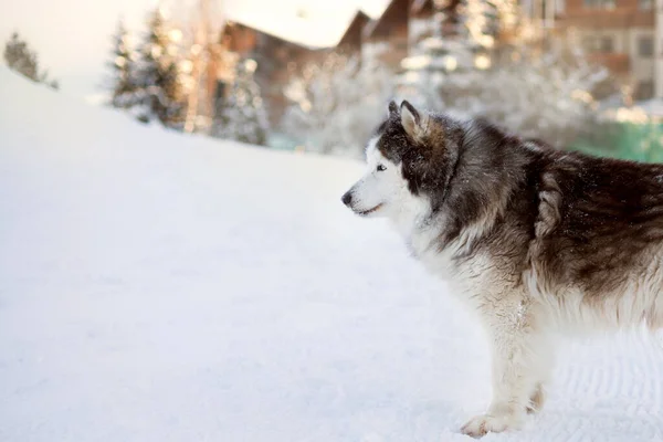 Portret psa Alaskan Malamute, zima — Zdjęcie stockowe