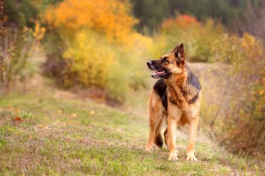 Çimlerin üzerinde duran sevimli Alman çoban köpeği