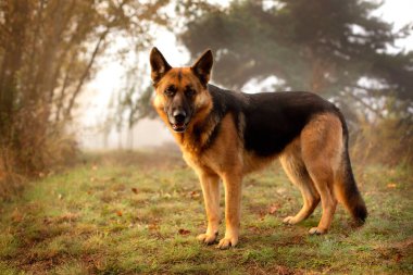 Çimlerin üzerinde duran sevimli Alman çoban köpeği