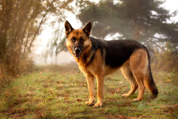 Adorable German shepherd standing in the grass — Stock Photo, Image