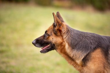 Sevimli Alman çoban köpeği portresi