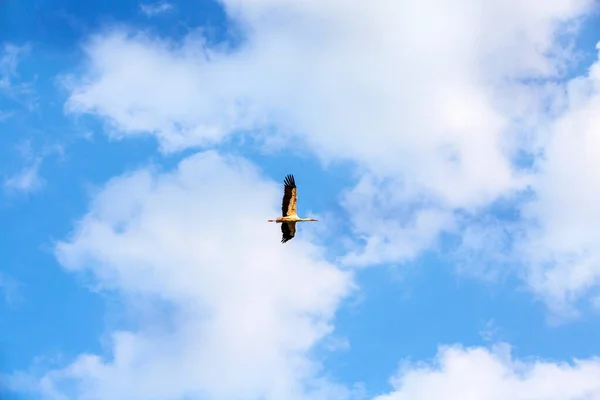 Cegonha voando no céu azul nublado — Fotografia de Stock