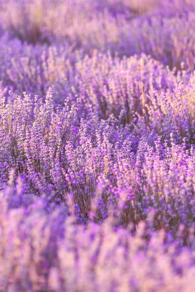 Campo di lavanda viola da vicino — Foto Stock