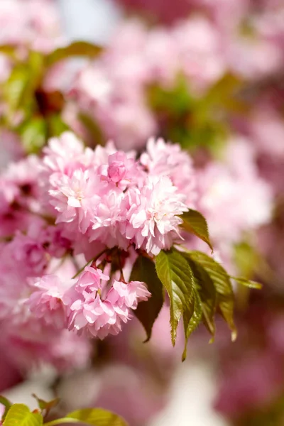 Pink cherry blossom branch, sakura flowers — Stock Photo, Image