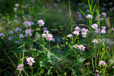 Çiçekler vahşi pembe bitkiler, örümcek ağı