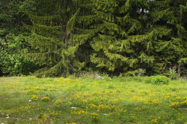 Yaz arkaplanı, sarı çiçekler ve çam ağaçları