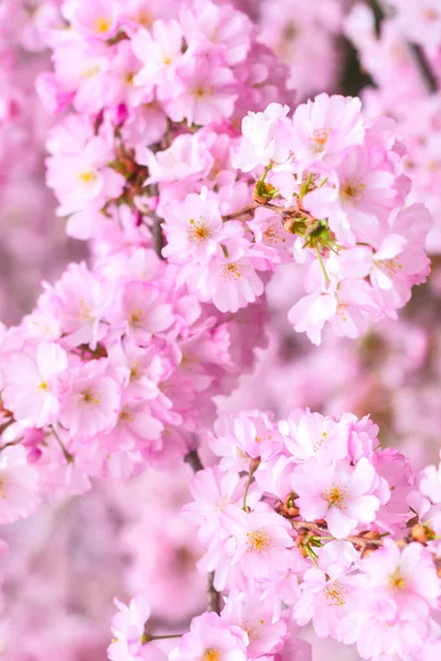 Frühlingszweige blühender Kirschen, rosa Sakura-Blüten — Stockfoto