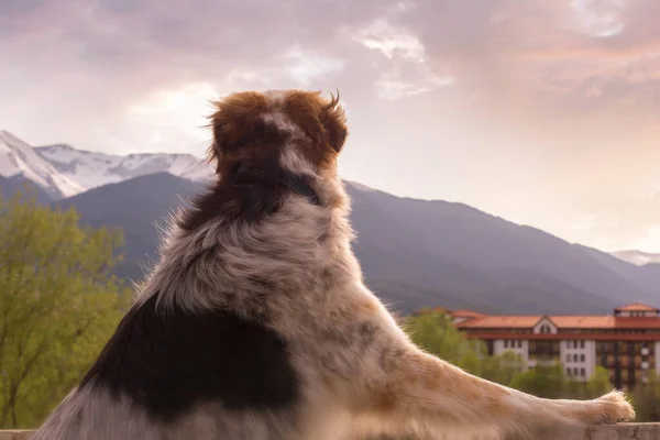 Grande cane con vista sulla città tramonto e le montagne — Foto Stock