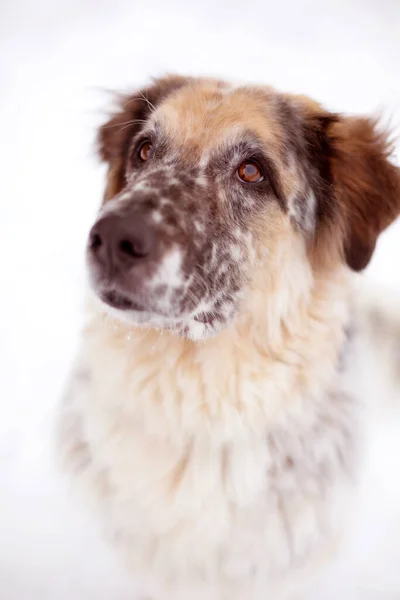 Gros visage de chien gros plan regardant vers le haut — Photo