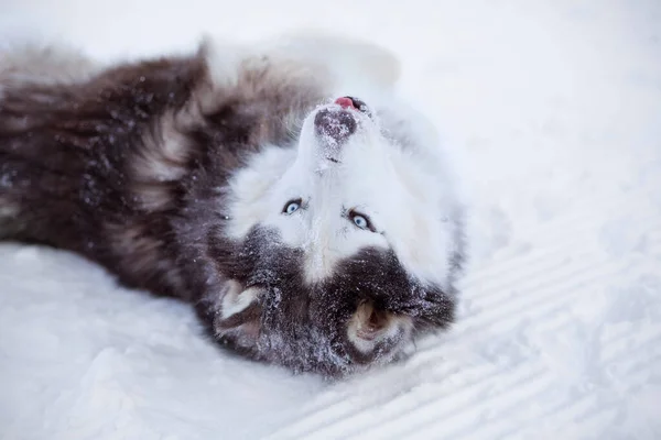 Alasca Malamute cão encontra-se na neve no inverno — Fotografia de Stock